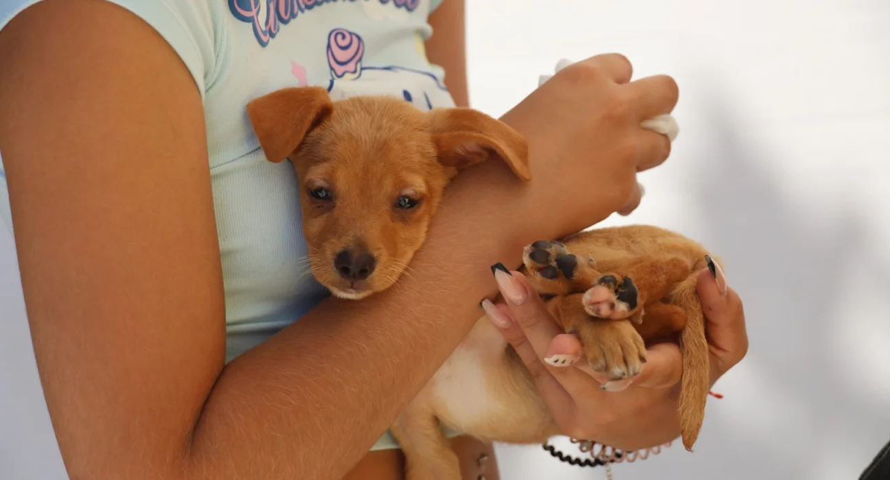 Campanha Oficial de Vacinação Antirrábica 2025