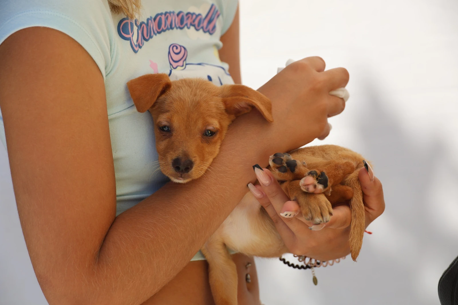 Campanha Oficial de Vacinação Antirrábica 2025