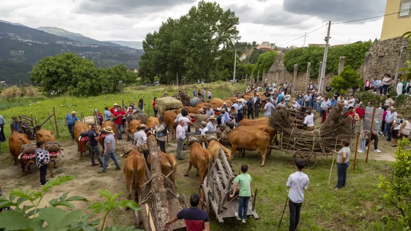 Agro Douro Verde Cancelado