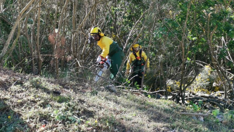 Limpeza de terrenos