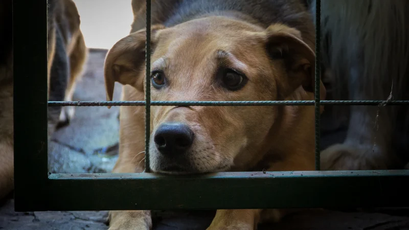 Recolha de Animais Errantes no Município de Baião
