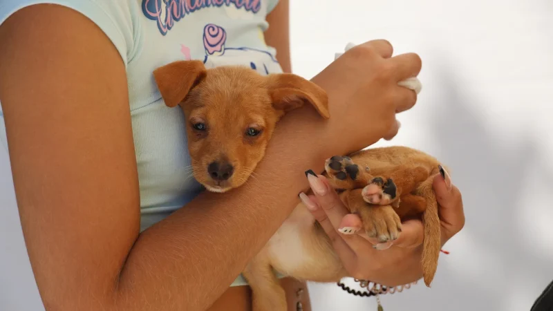 Campanha Oficial de Vacinação Antirrábica 2025