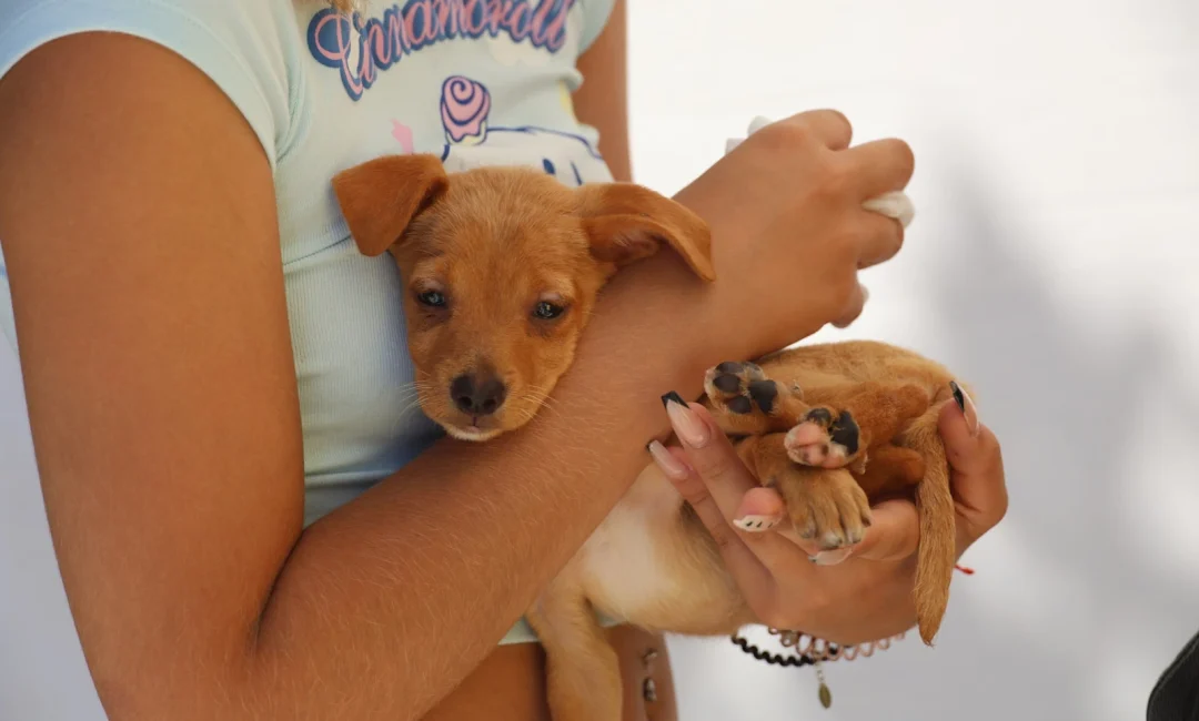 Campanha Oficial de Vacinação Antirrábica 2025