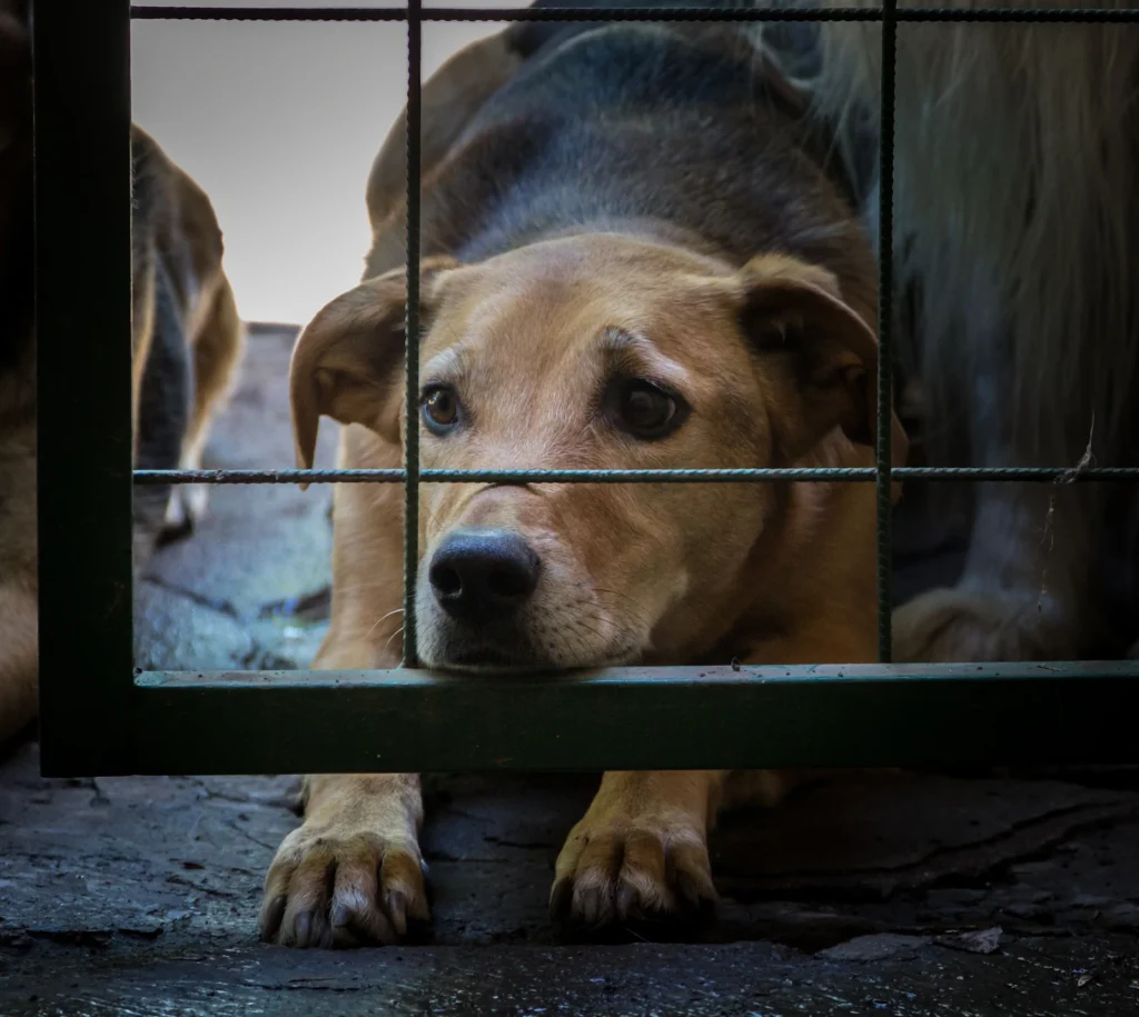Recolha de Animais Errantes no Município de Baião
