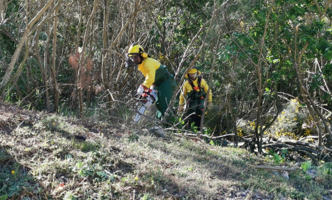 Limpeza de terrenos
